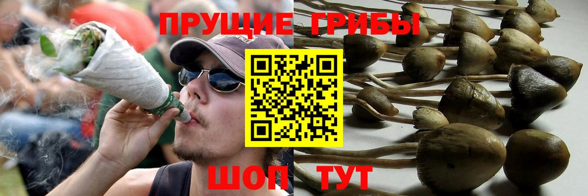 Кашира  Галлюциногенные грибы Psilocybe  купить наркотик  Вход с VPN 